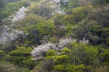 ヤシオツツジとヒカゲツツジ