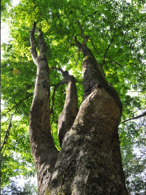 NPO秩父百年の森　未来へつなぐ森づくり