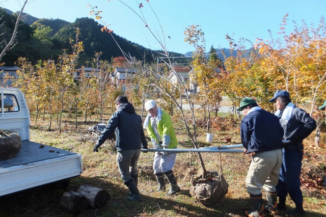 苗の掘り起しと根巻き